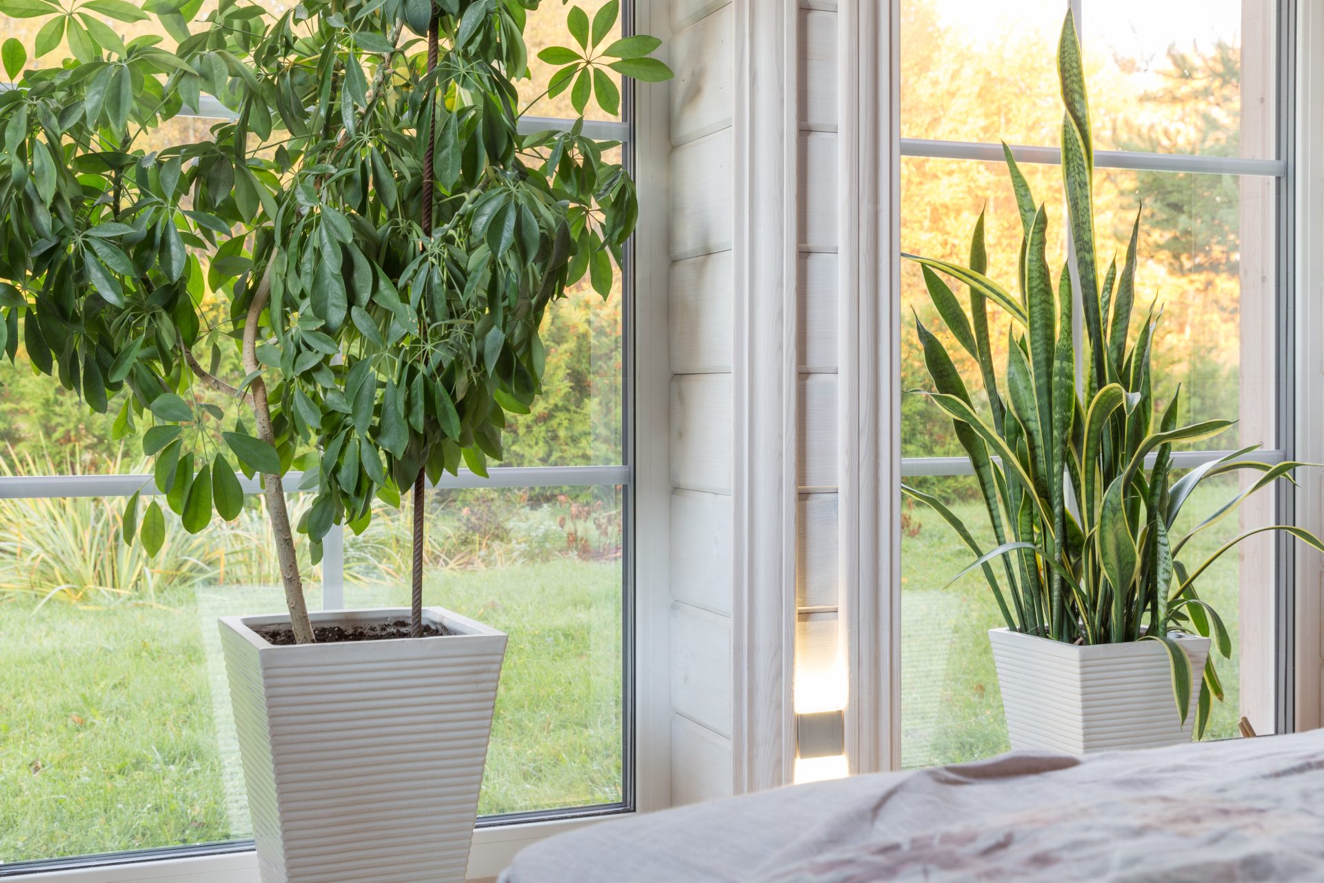 Spacious windows in Alberta home with potted plants